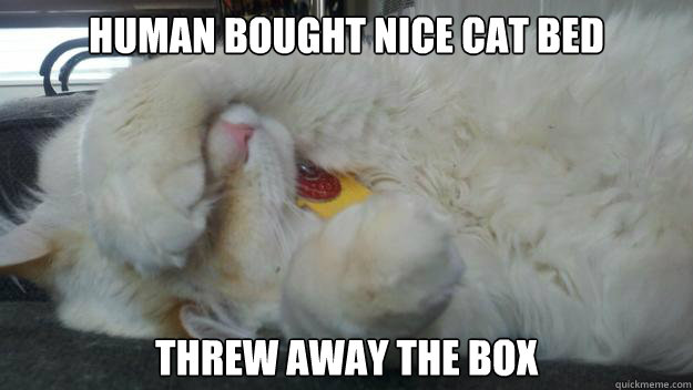Human bought nice cat bed Threw away the box  