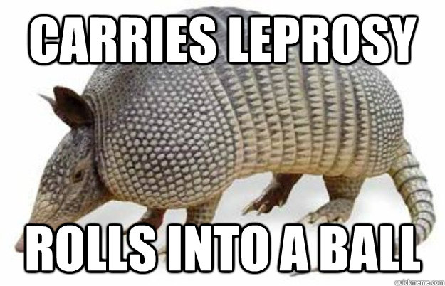 carries leprosy rolls into a ball  armadillo