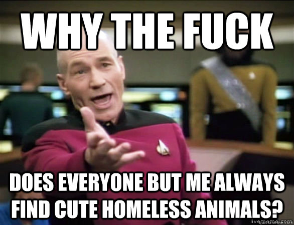why the fuck does everyone but me always find cute homeless animals?  Annoyed Picard HD