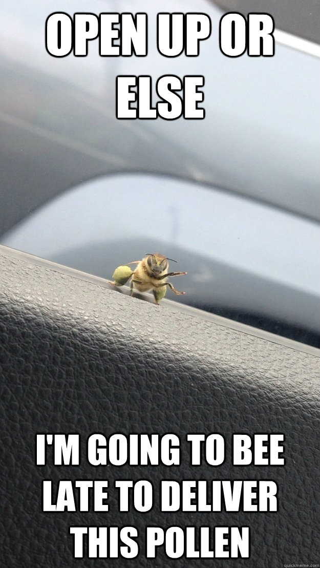 OPEN UP OR ELSE I'M GOING TO BEE LATE TO DELIVER THIS POLLEN - OPEN UP OR ELSE I'M GOING TO BEE LATE TO DELIVER THIS POLLEN  Misunderstood Bee