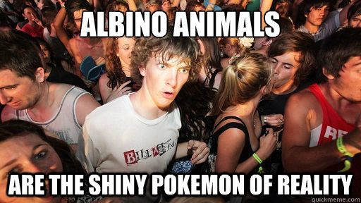 albino animals are the shiny pokemon of reality  Sudden Clarity Clarence