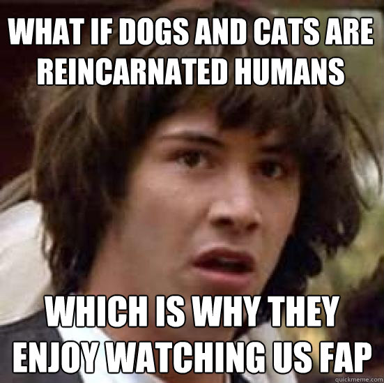 what if dogs and cats are reincarnated humans which is why they enjoy watching us fap  conspiracy keanu