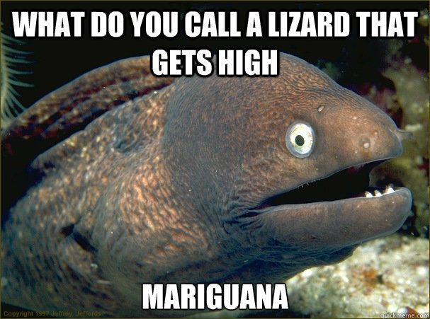 What do you call a lizard that gets high Mariguana  Bad Joke Eel