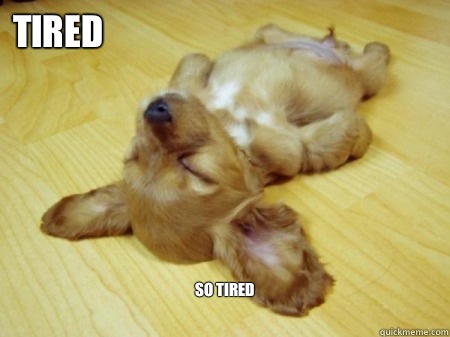 Tired So tired  Tired Dog