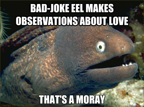 Bad-joke eel makes observations about love That's a moray  Bad Joke Eel