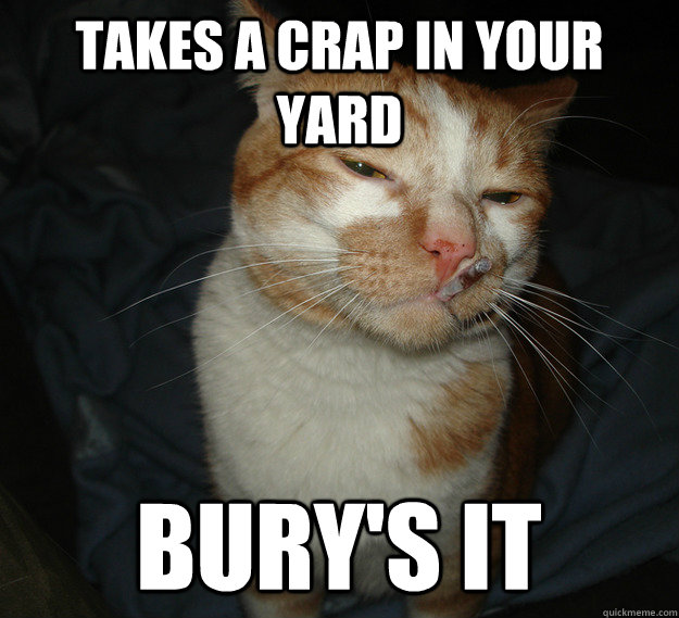 Takes a crap in your yard Bury's it  Good Guy Cat