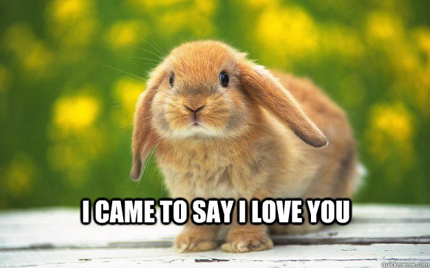 I came to say i love you  Cute bunny