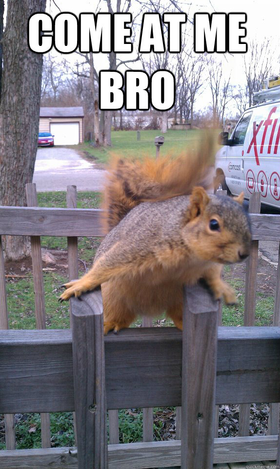 Angry Squirrel memes | quickmeme Angry Squirrel memes | quickmeme