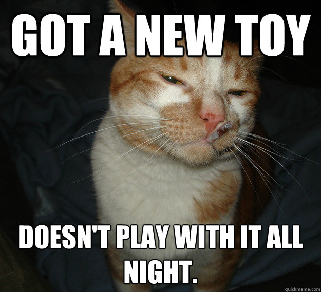 got a new toy  doesn't play with it all night.  Cool Cat Craig