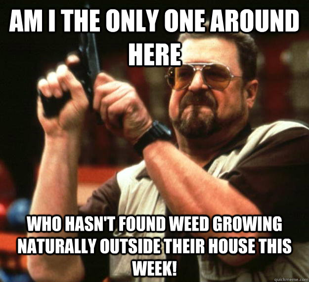 am I the only one around here who hasn't found weed growing naturally outside their house this week!  Angry Walter
