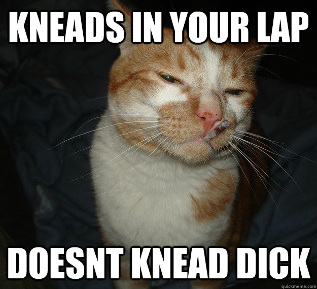 kneads in your lap doesnt knead dick  Good Guy Cat