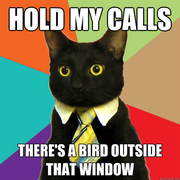 Hold my calls There's a bird outside that window  Business Cat