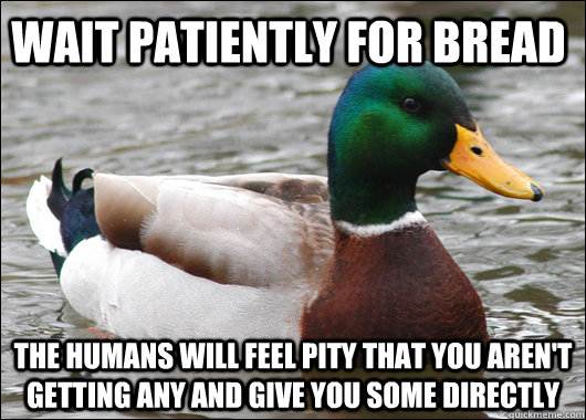 Wait patiently for bread the humans will feel pity that you aren't getting any and give you some directly  Actual Advice Mallard