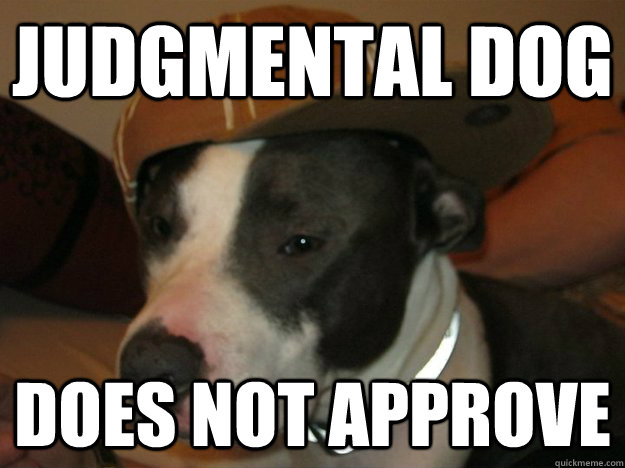 judgmental dog does not approve  judgmental dog