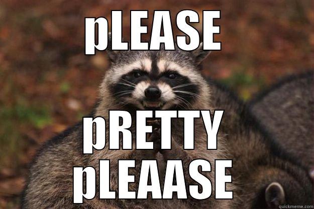 PLEASE PRETTY PLEAASE Evil Plotting Raccoon