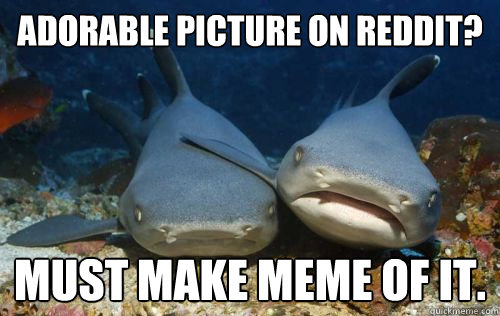 Adorable Picture on Reddit? Must Make meme of it.  Compassionate Shark Friend