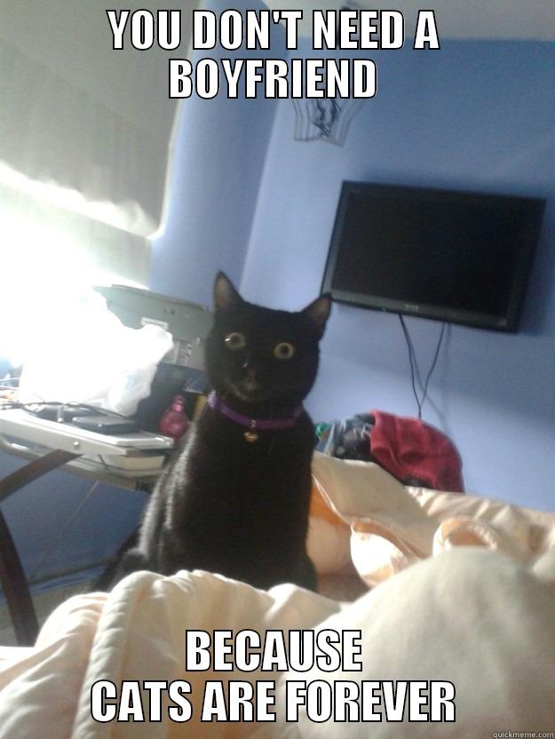 Cats are forever - YOU DON'T NEED A BOYFRIEND BECAUSE CATS ARE FOREVER overly attached cat