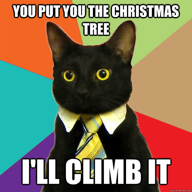 You put you the christmas tree I'll climb it  Business Cat