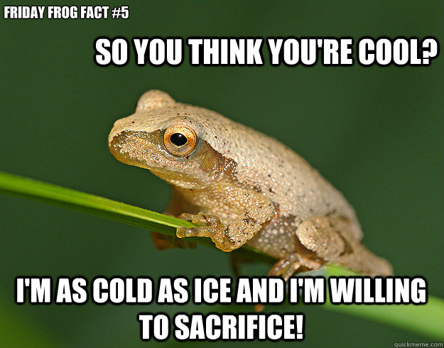 so you think you're cool?  Friday frog fact #5
 I'm as cold as ice and i'm willing to sacrifice!  - so you think you're cool?  Friday frog fact #5
 I'm as cold as ice and i'm willing to sacrifice!   friday frog fact 5