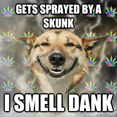 Gets sprayed by a skunk I smell dank  Stoner Dog