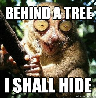 Behind a tree i shall hide  Peeping tom lemur