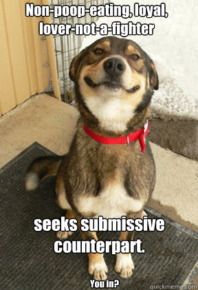 Non-poop-eating, loyal,         lover-not-a-fighter seeks submissive counterpart. You in?  Good Dog Greg