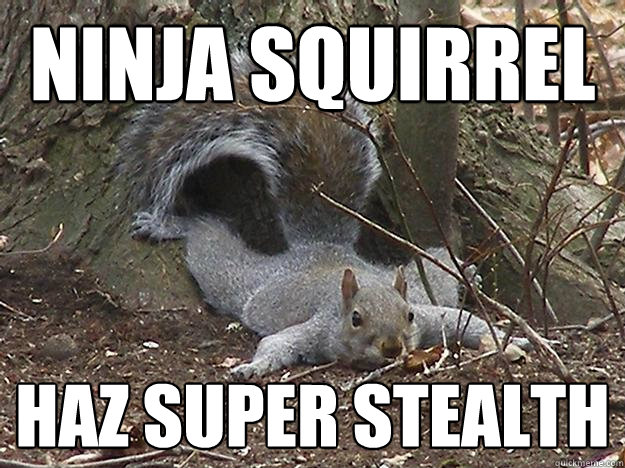 ninja squirrel haz super stealth  Squirrel