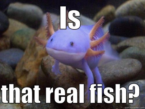 IS  THAT REAL FISH? Misc