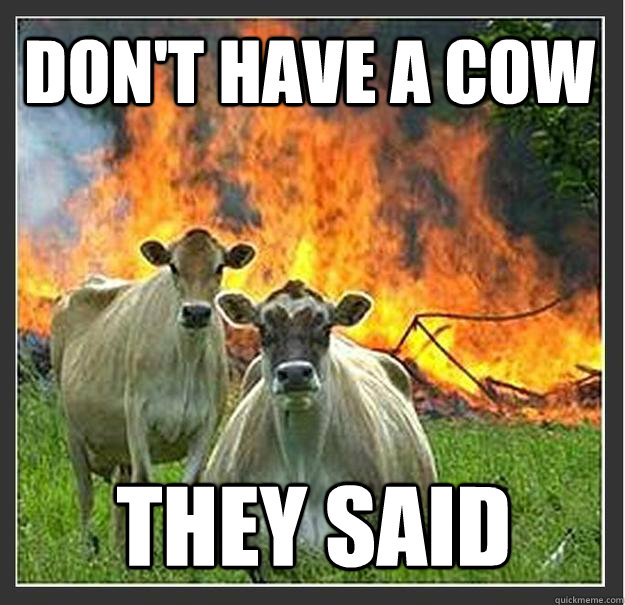 don't have a cow they said   Evil cows