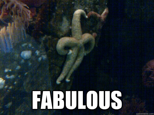 FABULOUS  Sassy Starfish