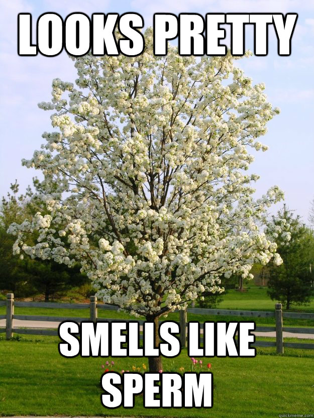 Looks Pretty Smells like sperm Misc quickmeme