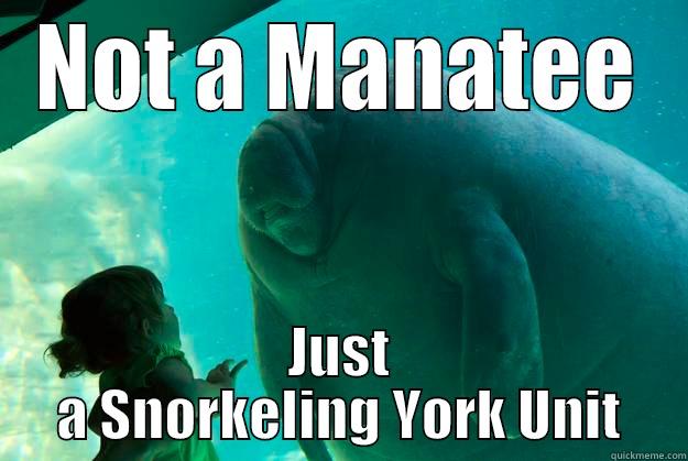 NOT A MANATEE JUST A SNORKELING YORK UNIT Overlord Manatee