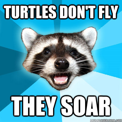 Turtles Don't Fly They Soar   Lame Pun Raccoon