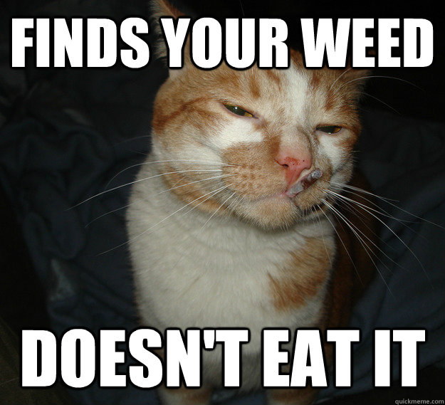 finds your weed doesn't eat it  Good Guy Cat