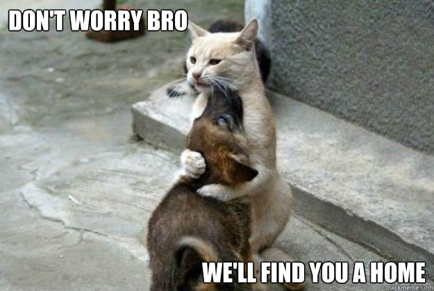 don't worry bro we'll find you a home - don't worry bro we'll find you a home  Misc