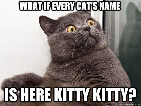 What if every cat's name Is here kitty kitty? - What if every cat's name Is here kitty kitty?  conspiracy cat