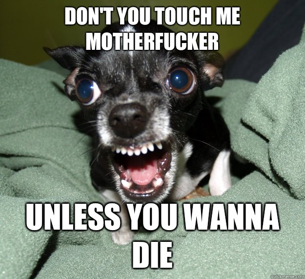 Don't you touch me motherfucker Unless you wanna die  Chihuahua Logic