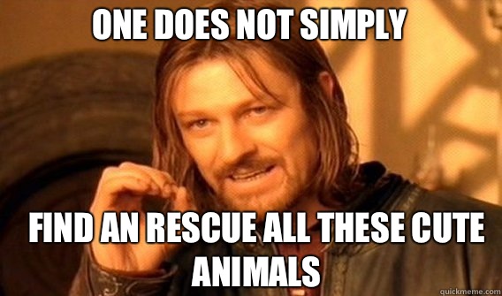 One does not simply Find an rescue all these cute animals   Boromir