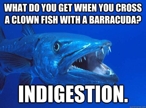 What do you get when you cross a clown fish with a barracuda? indigestion. - What do you get when you cross a clown fish with a barracuda? indigestion.  Bad Joke Barracuda