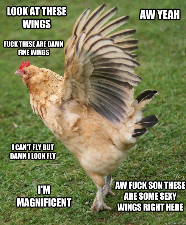 Look at these wings Fuck these are damn fine wings I can't fly but damn I look fly Aw fuck son these are some sexy wings right here I'm magnificent  Aw yeah - Look at these wings Fuck these are damn fine wings I can't fly but damn I look fly Aw fuck son these are some sexy wings right here I'm magnificent  Aw yeah  Proud chicken