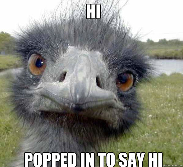 Hi popped in to say hi  Stern Ostrich