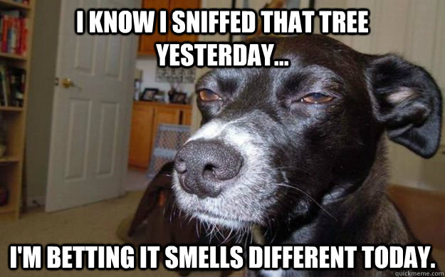 I know i sniffed that tree yesterday... I'm betting it smells different today.  Skeptical Mutt