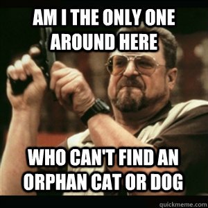Am i the only one around here Who can't find an orphan cat or dog - Am i the only one around here Who can't find an orphan cat or dog  Misc