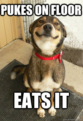 Pukes on floor Eats it  Good Dog Greg