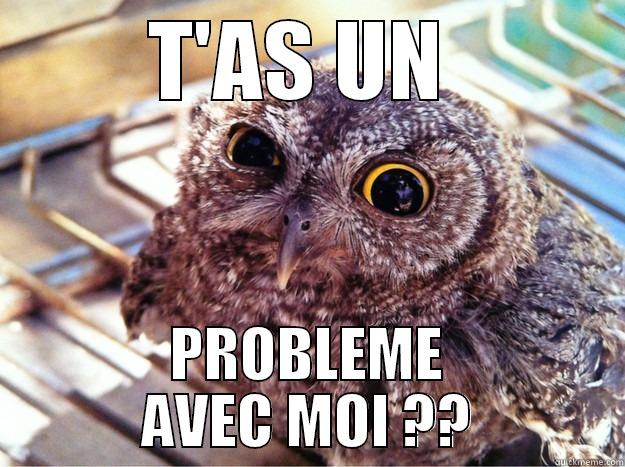 O(wl) My God - T'AS UN  PROBLEME AVEC MOI ?? Skeptical Owl