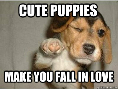 cute puppies make you fall in love  Puppy Love