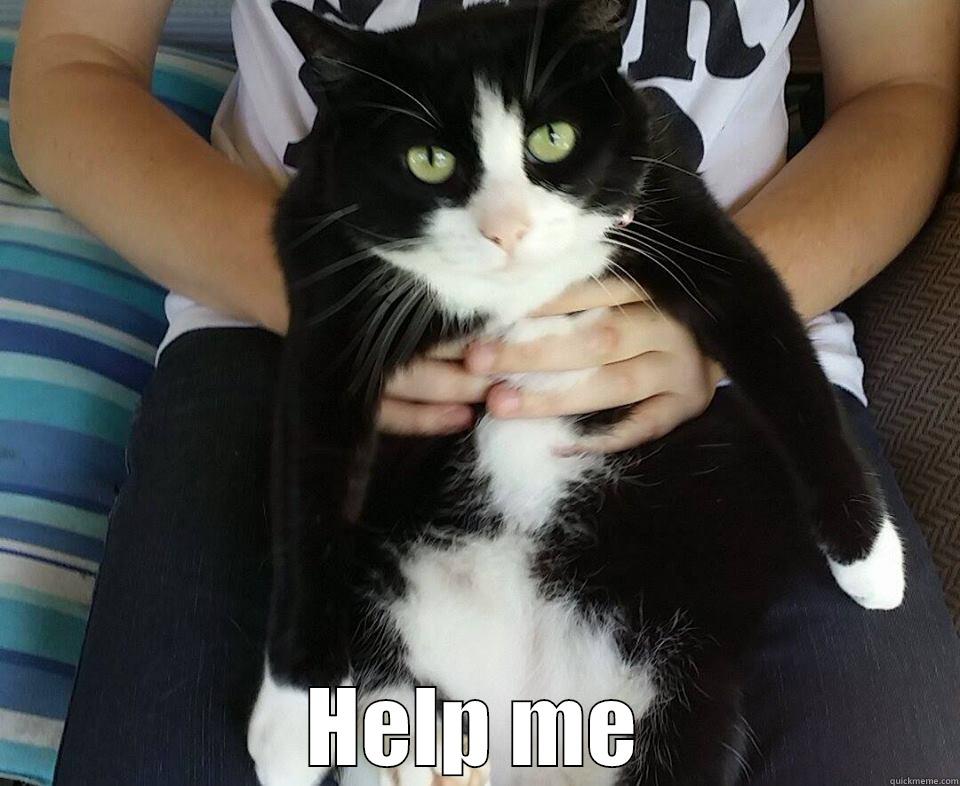 funny cat lmao -  HELP ME Misc