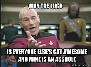 why the fuck is everyone else's cat awesome and mine is an asshole  Annoyed Picard