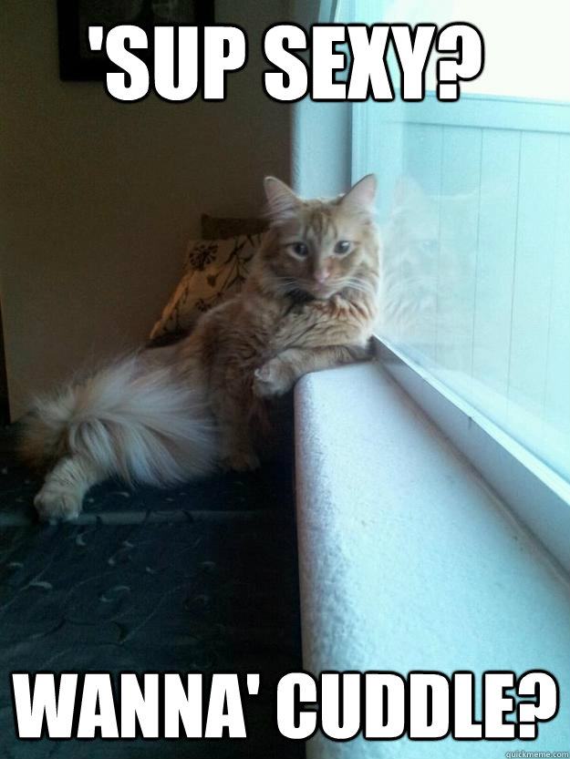 'sup sexy? wanna' cuddle?  Cool Cat