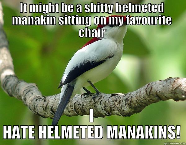 Araripe Manakin's Shitty Helmeted One - IT MIGHT BE A SHITTY HELMETED MANAKIN SITTING ON MY FAVOURITE CHAIR I HATE HELMETED MANAKINS! Misc